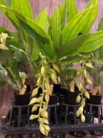 In Spike Cycnoches The Grinch 'Big Spot' × Cyc. herrenhusanum 'Golden Shower' AM/AOS (2.5” pot) - Image 9