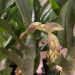 Cycnoches Cygnus Atratus x Cyc. Brown's Choice 'Spotted Swan'