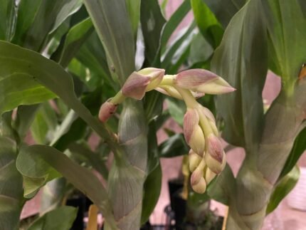Cycnoches Cygnus Atratus x Cyc. Brown's Choice 'Spotted Swan'