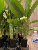 In Spike Cycnoches Cygnus Atratus x Cyc. Brown's Choice 'Spotted Swan' (2.5” pot) - Image 5