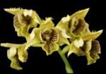 Dendrobium musciferum