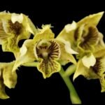 Dendrobium musciferum