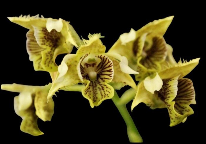 Dendrobium musciferum