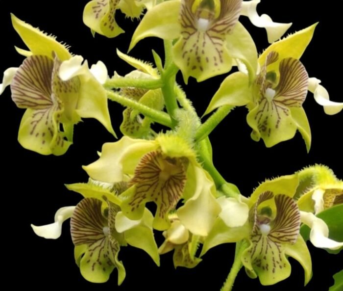 Dendrobium musciferum (3.5” Pot) - Image 2