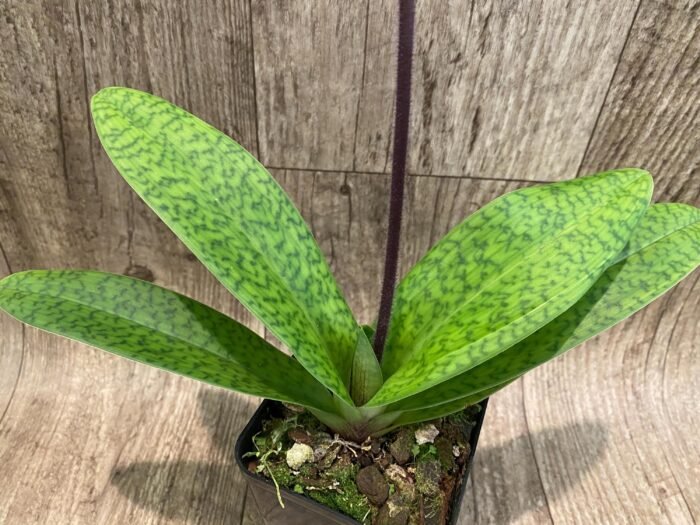 In Spike Paph. Hamana Samson '#5' × Paph. Hagrid's Mark 'Star War' (3.5” pot) - Image 4