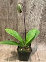 In Spike Paph. Hamana Samson '#5' × Paph. Hagrid's Mark 'Star War' (3.5” pot) - Image 7