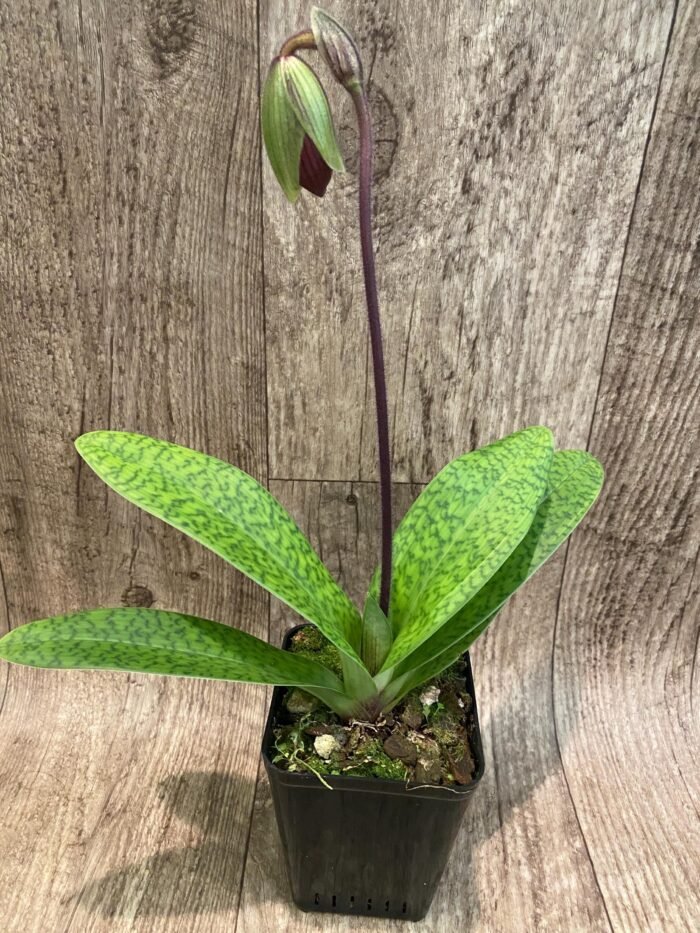 In Spike Paph. Hamana Samson '#5' × Paph. Hagrid's Mark 'Star War' (3.5” pot) - Image 7