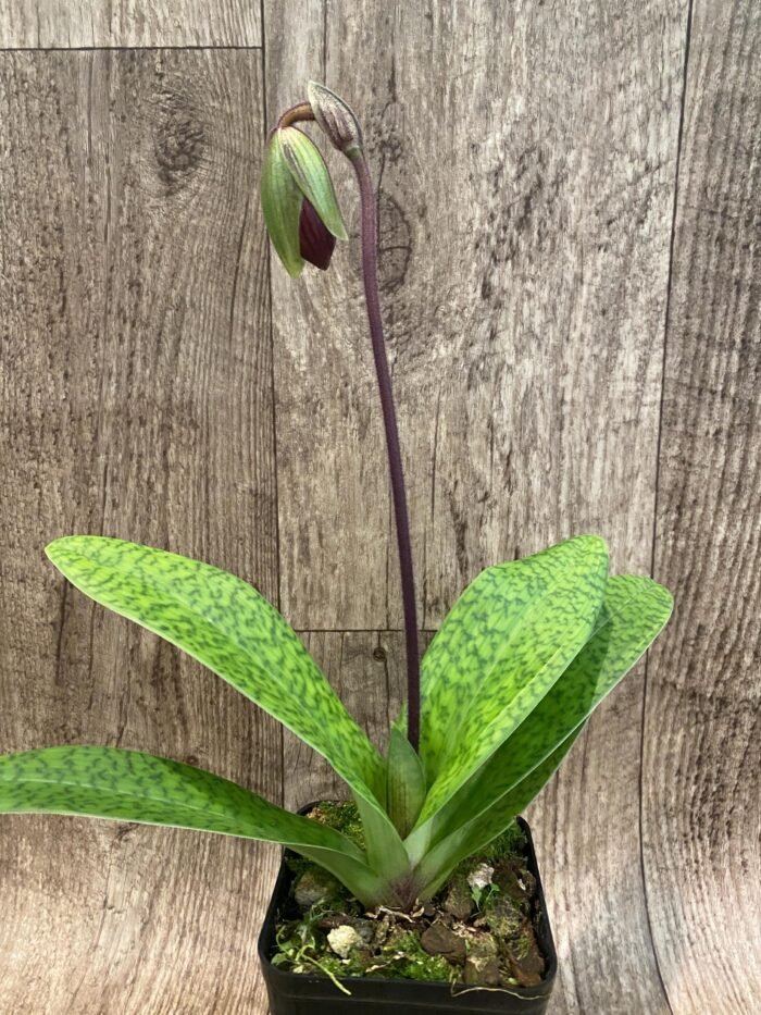 In Spike Paph. Hamana Samson '#5' × Paph. Hagrid's Mark 'Star War' (3.5” pot) - Image 6