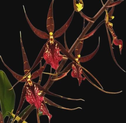 DeGarmoara Pinot Princess 'Scary'