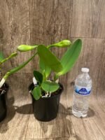 In Bud Rlc. Fong Yuan Beauty 'Da-Hsin #7’ (5” pot) - Image 4