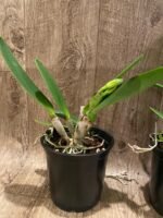In Bud Rlc. Fong Yuan Beauty 'Da-Hsin #7’ (5” pot) - Image 6