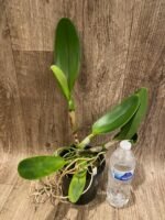 In Sheath RIc. Chomthong Delight 'Smile Lip' (5” pot) - Image 4