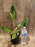 In Sheath RIc. Chomthong Delight 'Smile Lip' (5” pot) - Image 3