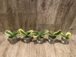 Phalaenopsis Sogo Yenlin 'Coffee’ (variegata & 2 eyes) (2.5" pot) - Image 6