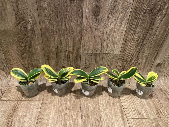 Phalaenopsis Sogo Yenlin 'Coffee’ (variegata & 2 eyes) (2.5" pot) - Image 6