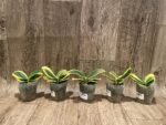 Phalaenopsis Sogo Yenlin 'Coffee’ (variegata & 2 eyes) (2.5" pot) - Image 7