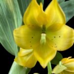 Cycnoches The Grinch 'Big Spot' × Cyc. herrenhusanum 'Golden Shower' AM/AOS