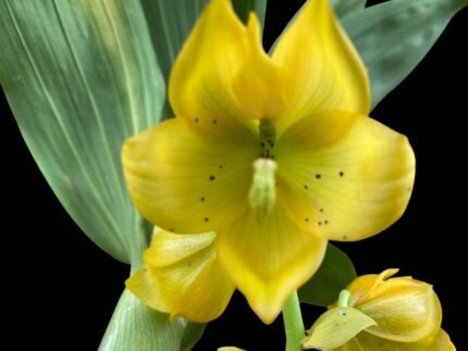 Cycnoches The Grinch 'Big Spot' × Cyc. herrenhusanum 'Golden Shower' AM/AOS