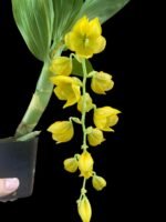 In Spike Cycnoches The Grinch 'Big Spot' × Cyc. herrenhusanum 'Golden Shower' AM/AOS (2.5” pot) - Image 2