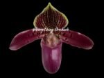 In Spike Paph. Hamana Samson '#5' × Paph. Hagrid's Mark 'Star War' (3.5” pot) - Image 2