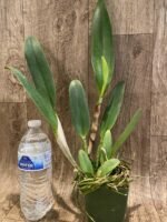 In Sheath Rlc. Amazing Thailand #1 (3.5” pot) - Image 4
