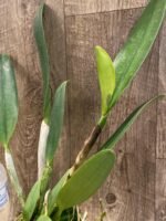 In Sheath Rlc. Amazing Thailand #1 (3.5” pot) - Image 2