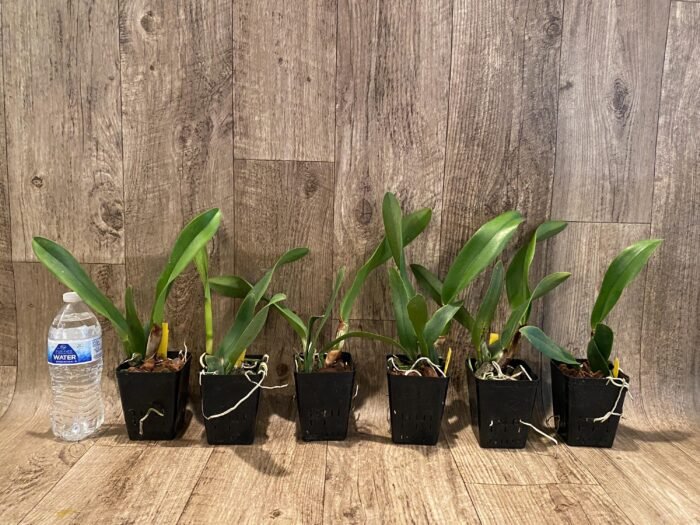 RIc. Jac Golden Peacock 'Tai Young' (3.5” pot) - Image 2