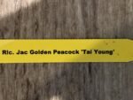 RIc. Jac Golden Peacock 'Tai Young' (3.5” pot) - Image 6