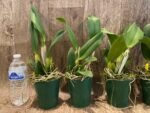 Rth. Hawaii Island Love (Blc. Chia Lin 'New City' x Pot. Love Passion 'IR') (3.5” pot) - Image 4