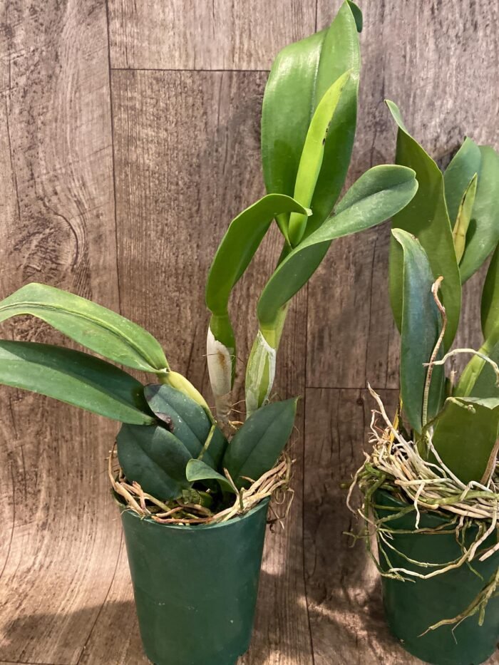 In Sheath Rth. Hawaii Island Love (Blc. Chia Lin 'New City' x Pot. Love Passion 'IR') (3.5” pot) - Image 4