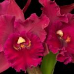 Pot. Hey Song Tianmu (3.5” pot)