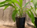 In Spikes Fragrant Cycnodes Wine Delight FCC/AOS (3.5 Pot) - Image 3