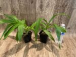 In Spikes Fragrant Cycnodes Wine Delight FCC/AOS (3.5 Pot) - Image 6