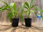 In Spikes Fragrant Cycnodes Wine Delight FCC/AOS (3.5 Pot) - Image 2