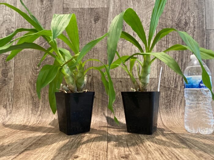 In Spikes Fragrant Cycnodes Wine Delight FCC/AOS (3.5  Pot) - Image 2