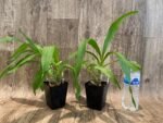 In Spikes Fragrant Cycnodes Wine Delight FCC/AOS (3.5 Pot) - Image 5