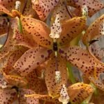 In Bloom Cycnoches The Grinch 'Big Spot' (Cyc  herrenhusanum 'Golden Shower' AM/AOS)  (2.5”  pot)