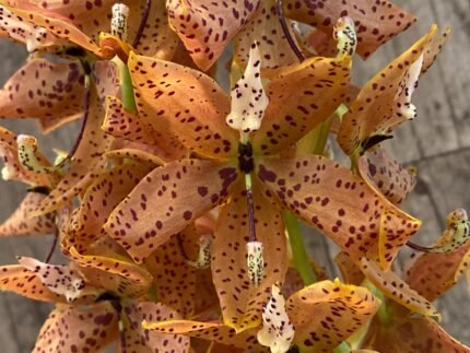 In Bloom Cycnoches The Grinch 'Big Spot' (Cyc  herrenhusanum 'Golden Shower' AM/AOS)  (2.5”  pot)