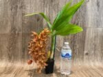 In Bloom Cycnoches The Grinch 'Big Spot' (Cyc herrenhusanum 'Golden Shower' AM/AOS) (2.5” pot) - Image 6