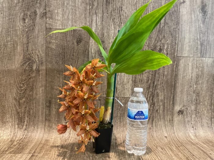 In Bloom Cycnoches The Grinch 'Big Spot' (Cyc  herrenhusanum 'Golden Shower' AM/AOS)  (2.5”  pot) - Image 6