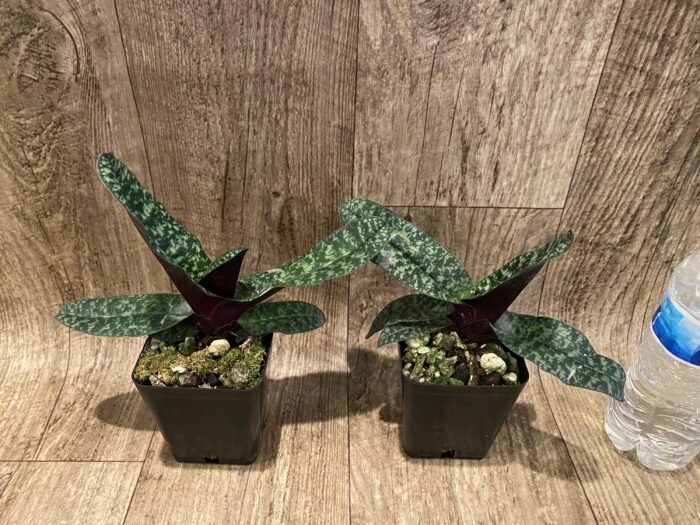 Paphiopedilum Ho Chi Minh (delenatii v. vinicolor x vietnamese) (3.5" pot) - Image 2