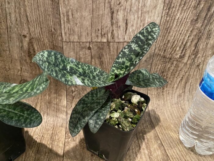 Paphiopedilum Ho Chi Minh (delenatii v. vinicolor x vietnamese) (3.5" pot) - Image 6