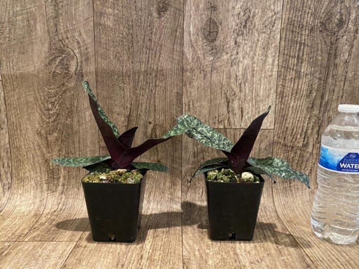 Paphiopedilum Ho Chi Minh (delenatii v. vinicolor x vietnamese) (3.5" pot) - Image 4