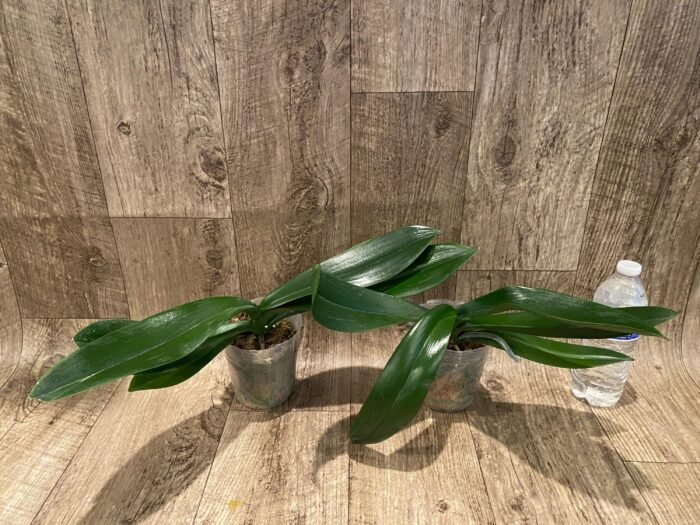 Phalaenopsis Fangmei Beauty Diamond “1468” (4.5" pot) - Image 9