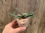 Paphiopedilum micranthum var. eburneum × sib (2.5” pot) - Image 4