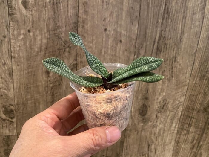 Paphiopedilum micranthum var. eburneum × sib (2.5” pot) - Image 4