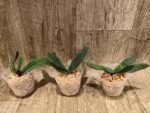 Paphiopedilum micranthum var. eburneum × sib (2.5” pot) - Image 5