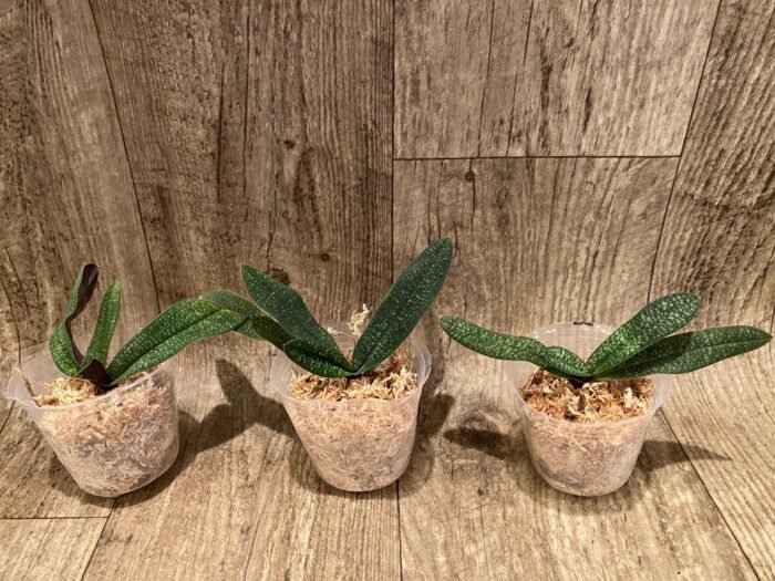 Paphiopedilum micranthum var. eburneum × sib (2.5” pot) - Image 5