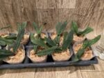 Paphiopedilum micranthum var. eburneum × sib (2.5” pot) - Image 8