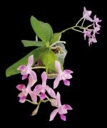 Phalaenopsis Nancy Bechtol 'La Piazza'(2.5" pot) - Image 2